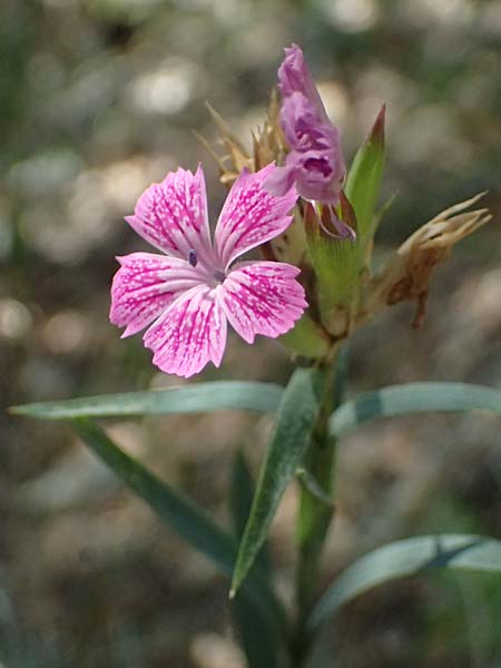 Dianthus sylvaticus \ Busch-Nelke / Ragged Pink, I Liguria, Sestri Levante 3.10.2023