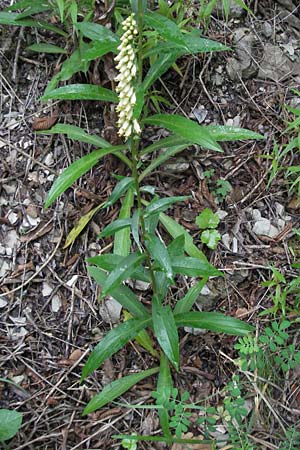 Digitalis lutea \ Gelber Fingerhut / Straw Foxgloves, I Gole del Salinello bei/near Ripe 6.6.2007
