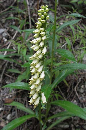 Digitalis lutea \ Gelber Fingerhut / Straw Foxgloves, I Gole del Salinello bei/near Ripe 6.6.2007