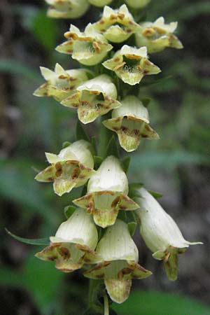 Digitalis lutea \ Gelber Fingerhut / Straw Foxgloves, I Gole del Salinello bei/near Ripe 6.6.2007