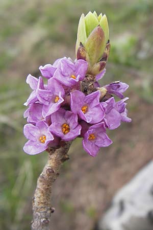 Daphne mezereum \ Seidelbast / Mezereon, I Liguria, Imperia, Monte Saccarello 29.5.2013