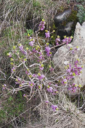Daphne mezereum \ Seidelbast / Mezereon, I Liguria, Imperia, Monte Saccarello 29.5.2013