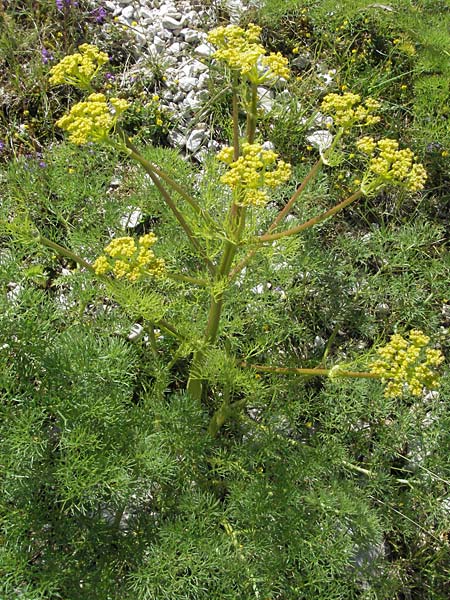 Ferulago campestris \ Knotenbl&uuml;tige Birkwurz / Field Fennel, I Norcia 7.6.2007