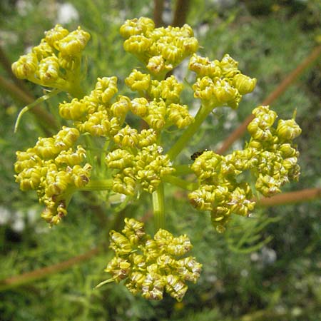 Ferulago campestris \ Knotenbl&uuml;tige Birkwurz / Field Fennel, I Norcia 7.6.2007