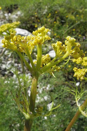 Ferulago campestris \ Knotenbl&uuml;tige Birkwurz / Field Fennel, I Norcia 7.6.2007