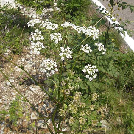 Peucedanum oreoselinum \ Berg-Haarstrang / Mountain Parsley, I Sant' Anna d'Alfaedo 26.6.2010