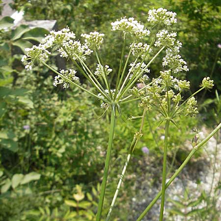 Peucedanum oreoselinum \ Berg-Haarstrang / Mountain Parsley, I Sant' Anna d'Alfaedo 26.6.2010