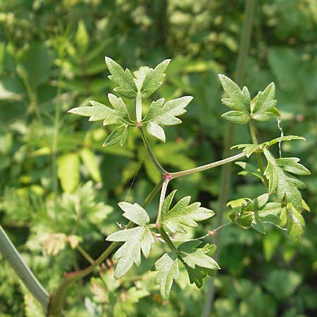Peucedanum oreoselinum \ Berg-Haarstrang / Mountain Parsley, I Sant' Anna d'Alfaedo 26.6.2010