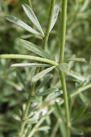 Lotus dorycnium \ F�nfbl�ttriger Backenklee, I Liguria, Dolcedo 30.5.2013