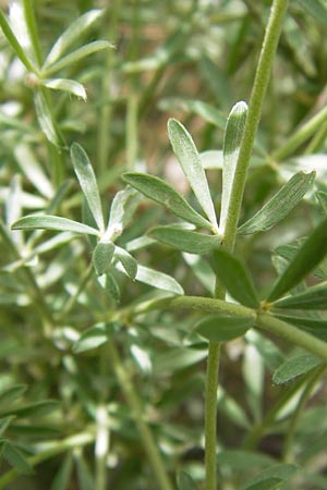 Lotus dorycnium \ F�nfbl�ttriger Backenklee, I Liguria, Dolcedo 30.5.2013