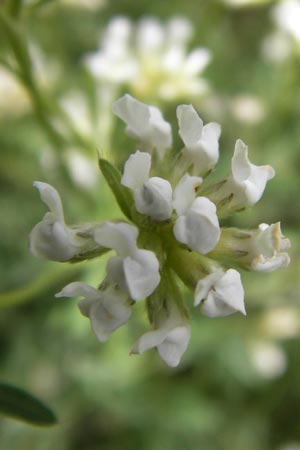 Lotus dorycnium \ F�nfbl�ttriger Backenklee, I Liguria, Dolcedo 30.5.2013