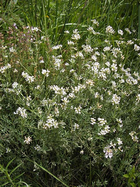 Lotus dorycnium \ F�nfbl�ttriger Backenklee, I Liguria, Dolcedo 30.5.2013