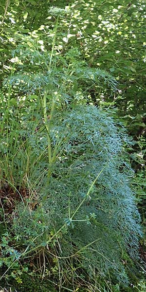 Pteroselinum rablense \ Raibler Haarstrang / Raibl Hog's Fennel, I Alpi Bergamasche, Zambla Alta 7.6.2017