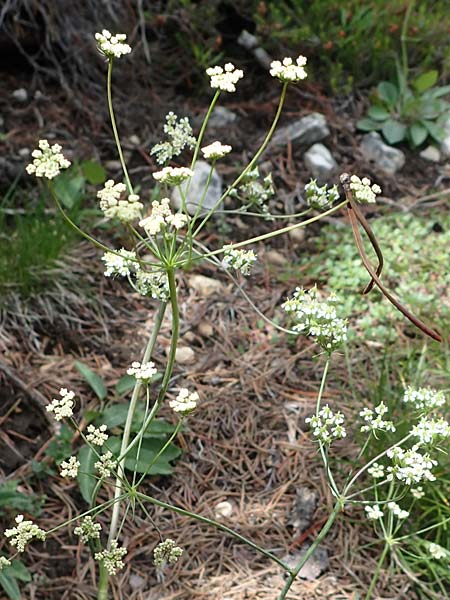 Laserpitium peucedanoides \ Haarstrang-Laserkraut / Sermountain, I S&uuml;dtirol,  Pl&auml;tzwiese 5.7.2022
