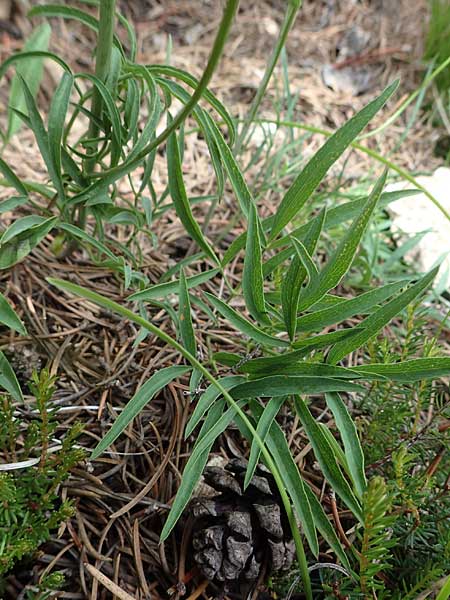 Laserpitium peucedanoides \ Haarstrang-Laserkraut / Sermountain, I S&uuml;dtirol,  Pl&auml;tzwiese 5.7.2022