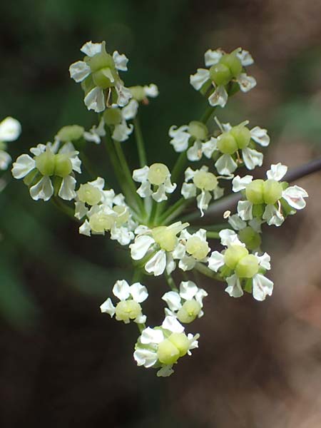 Laserpitium peucedanoides \ Haarstrang-Laserkraut / Sermountain, I S&uuml;dtirol,  Pl&auml;tzwiese 5.7.2022