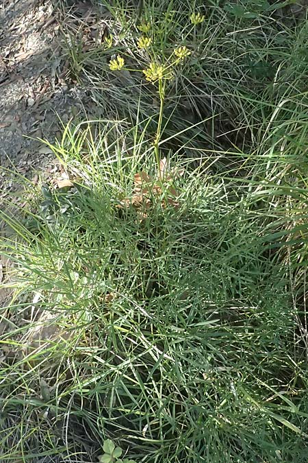 Pteroselinum rablense \ Raibler Haarstrang / Raibl Hog's Fennel, I Liguria, Moneglia 26.9.2023