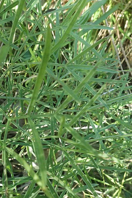Pteroselinum rablense \ Raibler Haarstrang / Raibl Hog's Fennel, I Liguria, Moneglia 26.9.2023