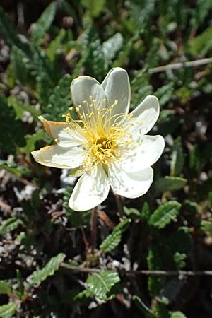Dryas octopetala \ Silberwurz / Mountain Avens, I Lago di Cancano 10.7.2026