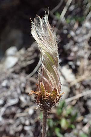 Dryas octopetala \ Silberwurz / Mountain Avens, I Lago di Cancano 10.7.2026