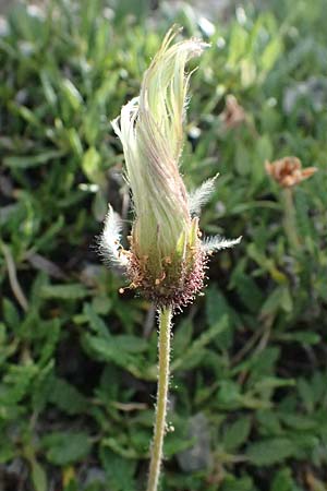 Dryas octopetala \ Silberwurz / Mountain Avens, I Lago di Cancano 10.7.2026