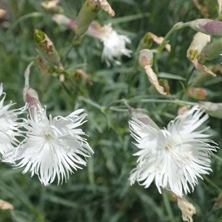Dianthus plumarius \ Feder-Nelke / Cottage Pink, I Bormio Botan. Gar. Rezia 8.7.2026
