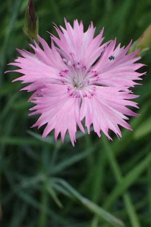 Dianthus seguieri / Ragged Pink, I Bormio Botan. Gar. Rezia 8.7.2026
