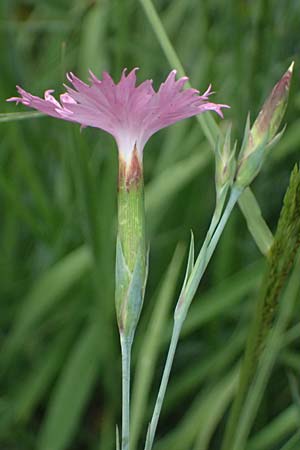 Dianthus seguieri / Ragged Pink, I Bormio Botan. Gar. Rezia 8.7.2026
