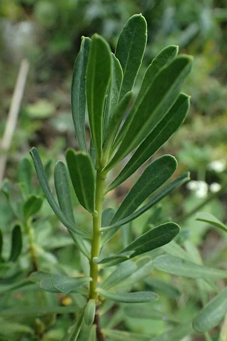 Daphne striata \ Kahles Steinr�schen / Striped Daphne, I Lago di Cancano 10.7.2026