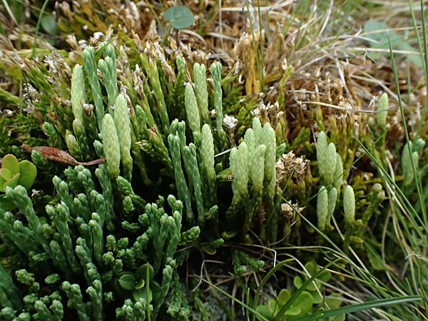 Diphasiastrum tristachyum \ Zypressen-Flach-B�rlapp / Cypress Clubmoss, I Passo di Gavia 6.7.2026
