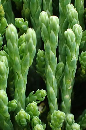 Diphasiastrum tristachyum \ Zypressen-Flach-B�rlapp / Cypress Clubmoss, I Passo di Gavia 6.7.2026