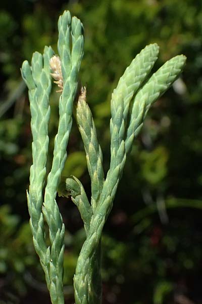 Diphasiastrum tristachyum \ Zypressen-Flach-B�rlapp / Cypress Clubmoss, I Bormio 9.7.2026