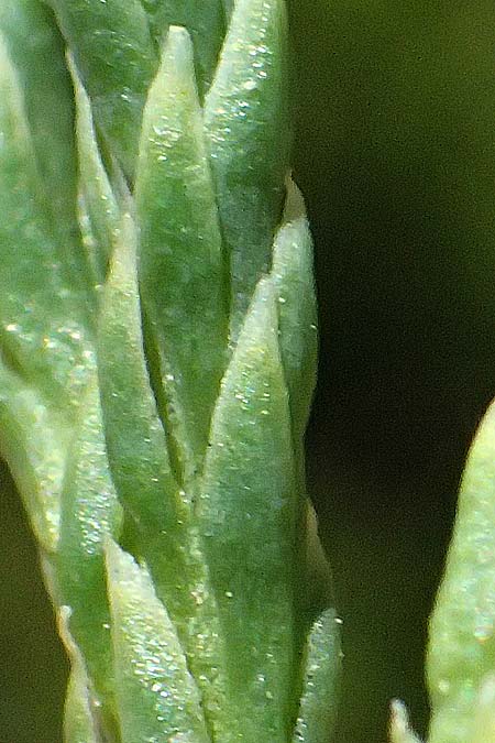 Diphasiastrum tristachyum \ Zypressen-Flach-B�rlapp / Cypress Clubmoss, I Bormio 9.7.2026