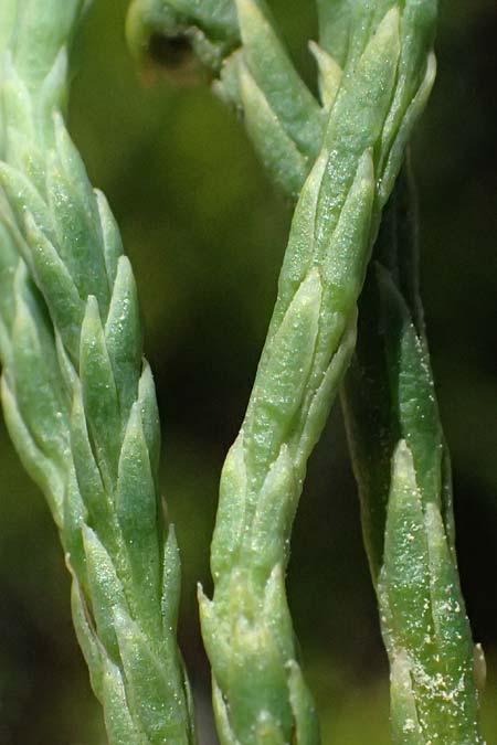 Diphasiastrum tristachyum \ Zypressen-Flach-B�rlapp / Cypress Clubmoss, I Bormio 9.7.2026