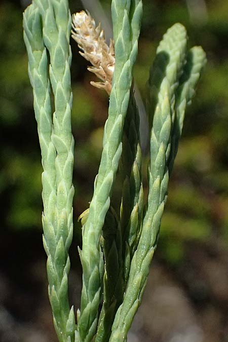 Diphasiastrum tristachyum \ Zypressen-Flach-B�rlapp / Cypress Clubmoss, I Bormio 9.7.2026