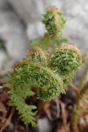 Dryopteris villarii \ Starrer Wurmfarn / Rigid Buckler Fern, I Alpi Bergamasche, Pizzo Arera 9.6.2017