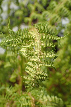 Dryopteris villarii \ Starrer Wurmfarn / Rigid Buckler Fern, I Alpi Bergamasche, Pizzo Arera 9.6.2017