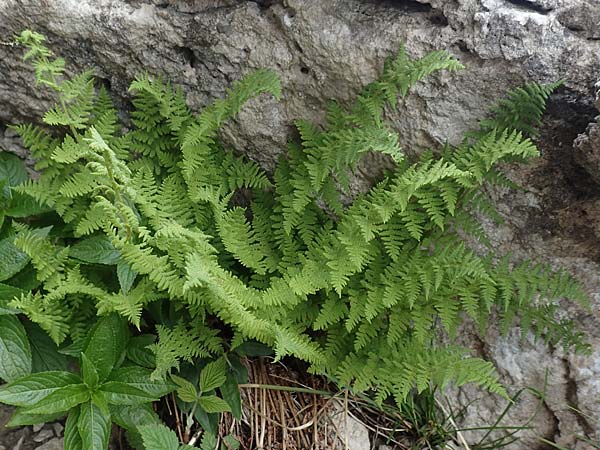 Dryopteris villarii \ Starrer Wurmfarn / Rigid Buckler Fern, I Alpi Bergamasche, Monte Alben 11.6.2017