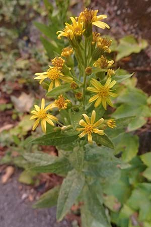 Dittrichia viscosa \ Klebriger Alant / Woody Fleabane, False Yellowhead, I Liguria, Moneglia 26.9.2023
