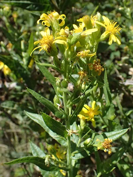 Dittrichia viscosa \ Klebriger Alant / Woody Fleabane, False Yellowhead, I Liguria, Moneglia 26.9.2023