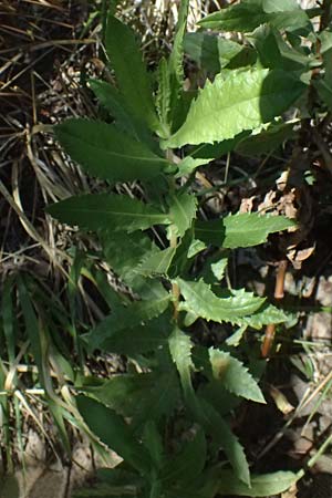 Dittrichia viscosa \ Klebriger Alant / Woody Fleabane, False Yellowhead, I Liguria, Moneglia 26.9.2023