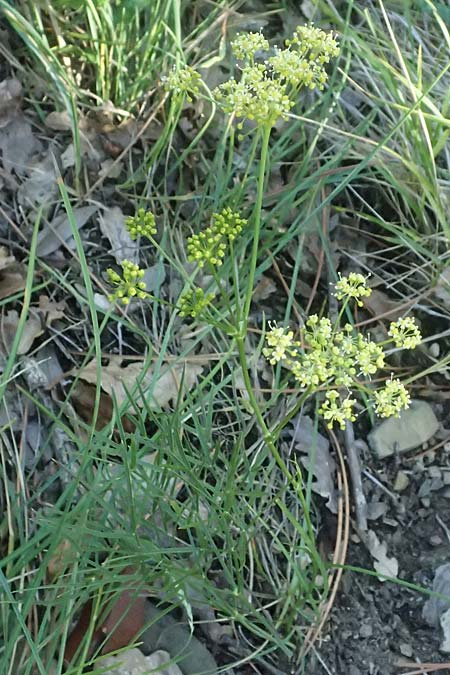 Peucedanum officinale ? \ Arznei-Haarstrang / Hog's Fennel, I Liguria, Moneglia 26.9.2023