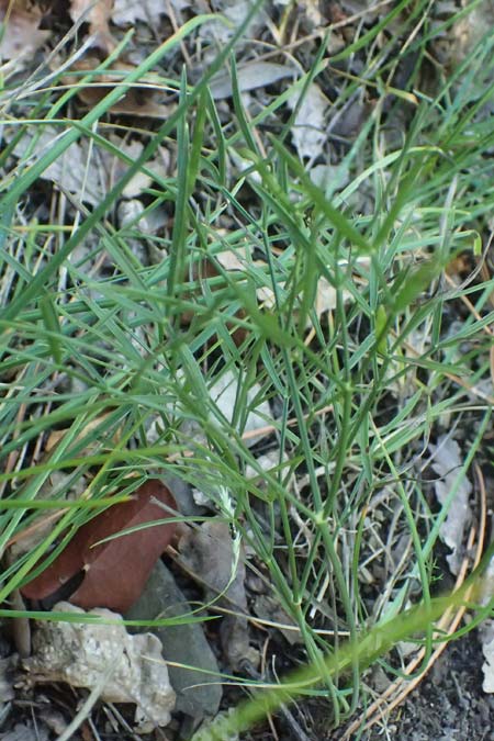 Peucedanum officinale ? \ Arznei-Haarstrang / Hog's Fennel, I Liguria, Moneglia 26.9.2023