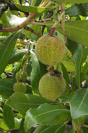 Arbutus unedo \ Westlicher Erdbeerbaum / Strawberry Tree, I Ancona 29.5.2007