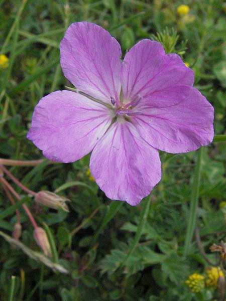 Erodium alpinum \ Alpiner Reiherschnabel / Alpine Stork's-Bill, I Campo Imperatore 5.6.2007