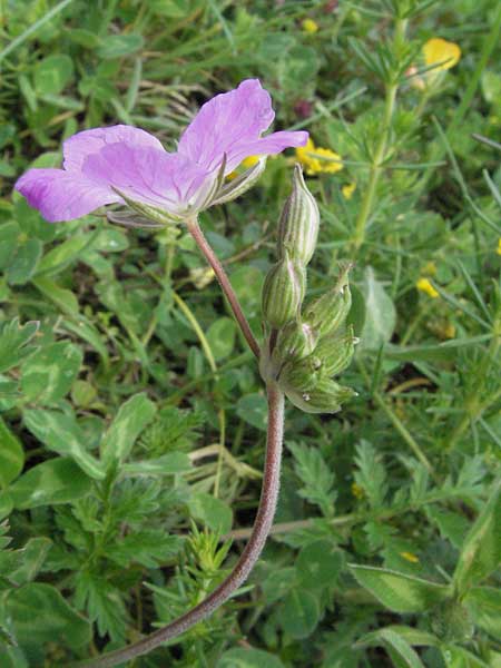 Erodium alpinum \ Alpiner Reiherschnabel / Alpine Stork's-Bill, I Campo Imperatore 5.6.2007