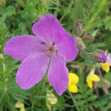 Erodium alpinum \ Alpiner Reiherschnabel / Alpine Stork's-Bill, I Campo Imperatore 5.6.2007