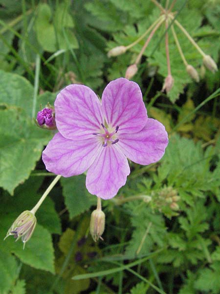 Erodium acaule \ St&auml;ngelloser Reiherschnabel / Stemless Stork's-Bill, I Monti Sibillini 8.6.2007