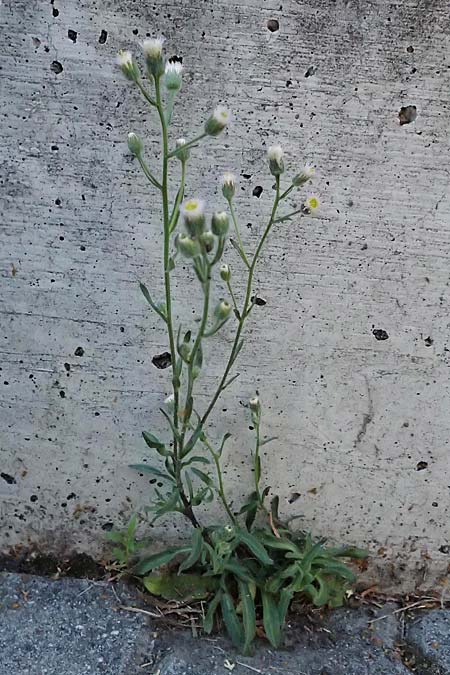 Erigeron acris subsp. acris \ Scharfes Berufkraut / Blue Fleabane, I Bormio 5.7.2026
