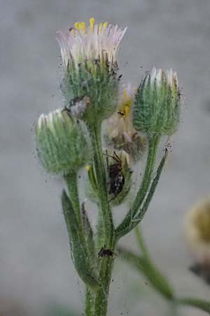 Erigeron acris subsp. acris \ Scharfes Berufkraut / Blue Fleabane, I Bormio 5.7.2026